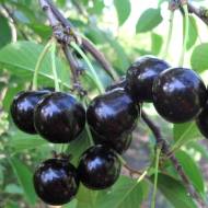 Саджанець Вишня Шоколадниця